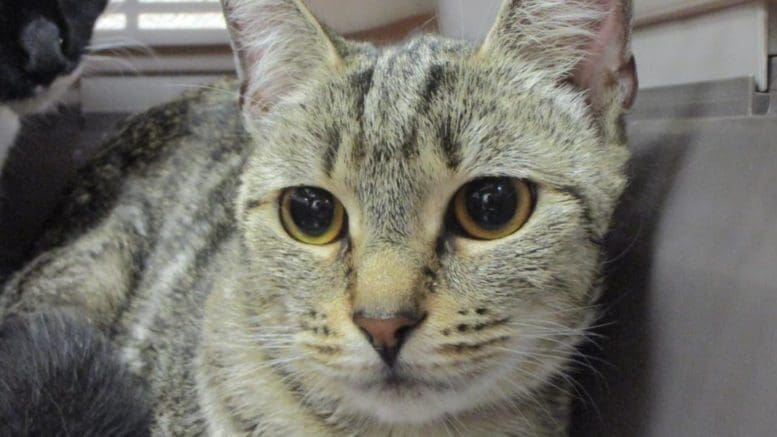 A gray tabby cat inside a cage, looking sad