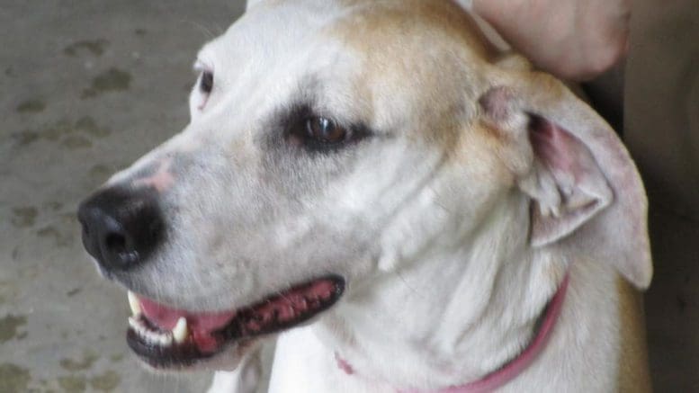 A white/brown dog with open mouth