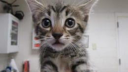 A tabby kitten looking shocked