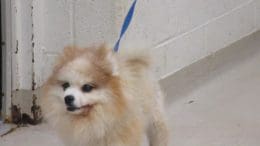 A tan pomeranian with a blue leash