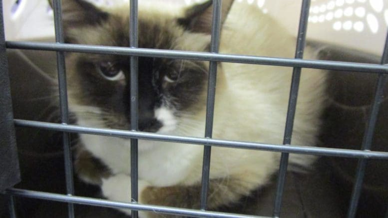 A seal point cat inside a cage