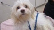 A white toy breed with a blue leash, looking shocked