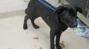 A black/white labrador retriever with a blue leash