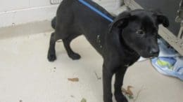 A black/white labrador retriever with a blue leash