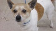 A tan/white terrier with a blue leash looking sad