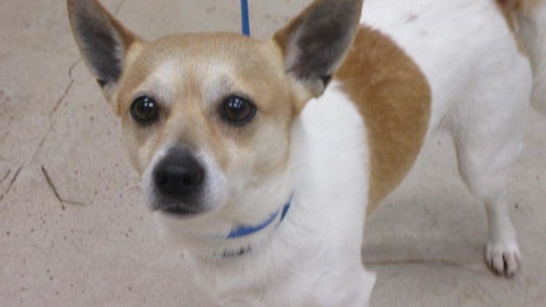 A tan/white terrier with a blue leash looking sad