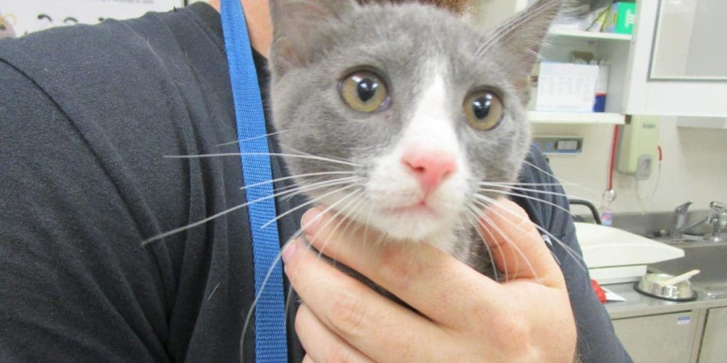 A gray tabby/white kitten held by someone behind