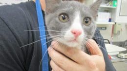 A gray tabby/white kitten held by someone behind