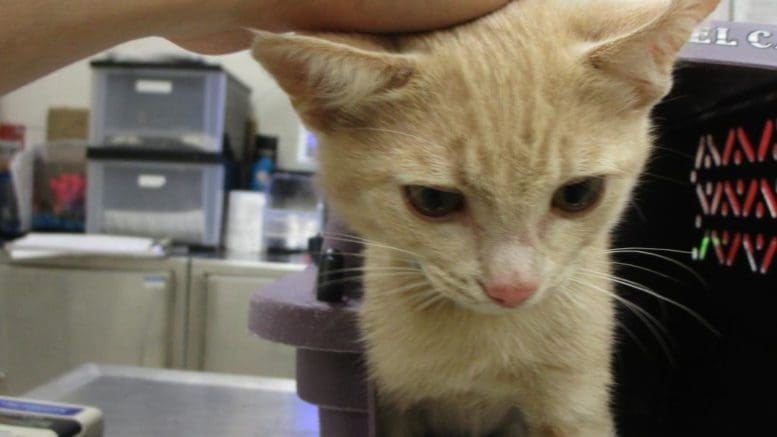 A beige kitten going out from a cage