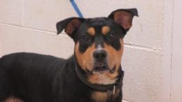 A tri-color rottweiler with a blue leash, looking angry