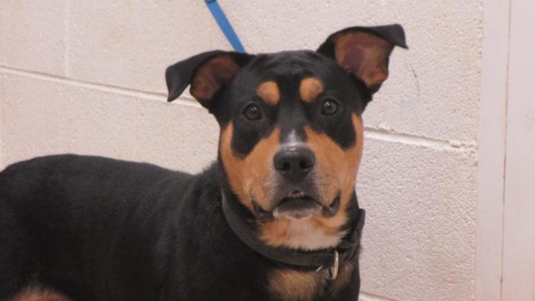 A tri-color rottweiler with a blue leash, looking angry