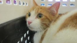 An orange/white cat inside a cage