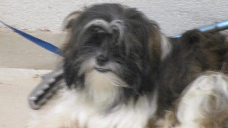 A black/white terrier with a blue leash