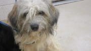 A gray/white terrier dog, looking sad