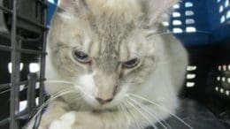 A lynx point cat inside a cage, looking sad