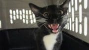 A black/white cat inside a cage, looking happy