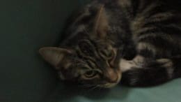 A tabby and white cat inside a cage, looking sad