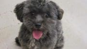 A gray toy breed dog, looking happy