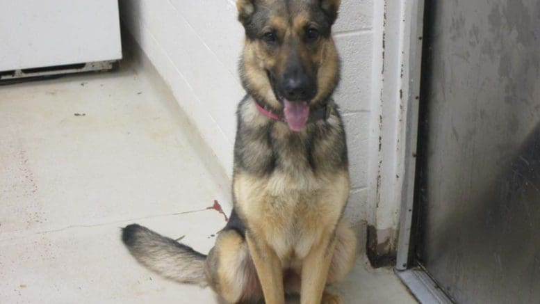 A black/tan german shepherd with tongue's out