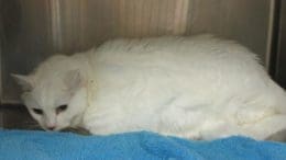 A white cat inside a cage with a blue cloth