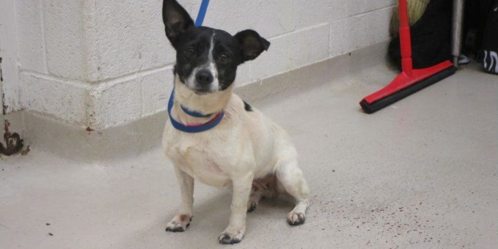 A white/black chihuahua with a blue leash, looking at the camera