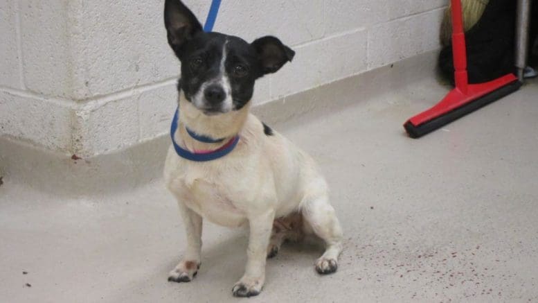 A white/black chihuahua with a blue leash, looking at the camera