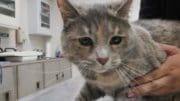 A muted calico cat looking sad, held by someone behind