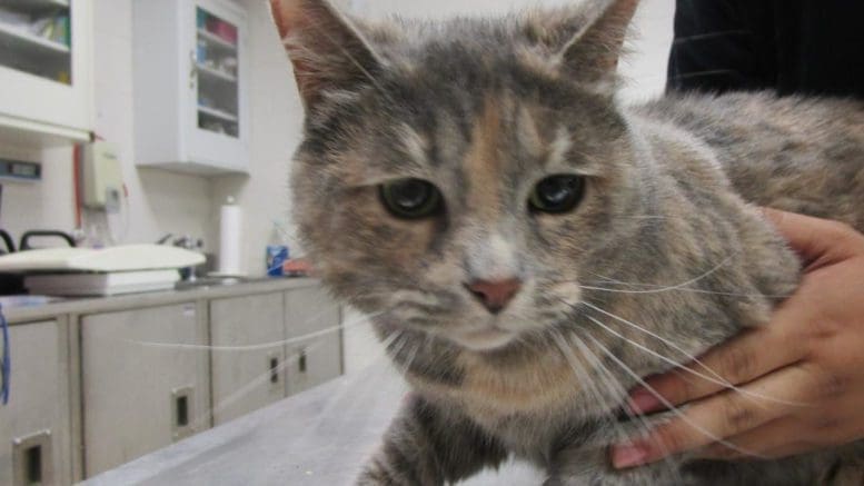 A muted calico cat looking sad, held by someone behind