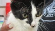 A black/white cat looking angry, held by someone behind