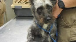 A black/gray terrier dog with a blue leash, held by someone behind