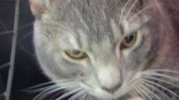 A gray tabby/white cat inside a cage, looking sad