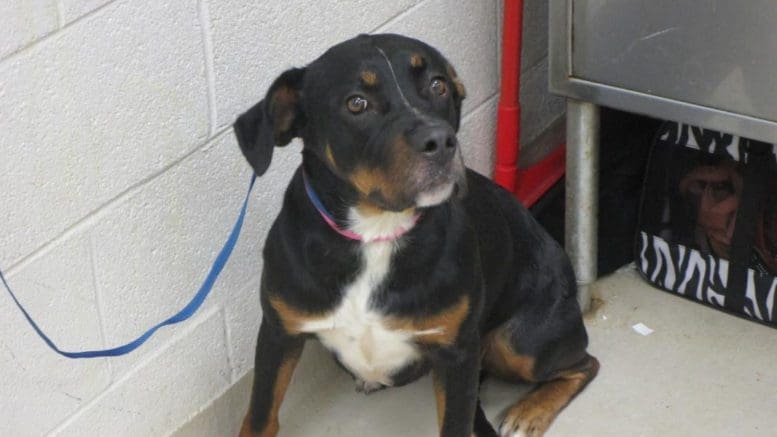 A tri-color rottweiler with a blue leash