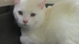 A white cat inside a cage, looking sad