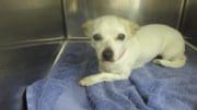 A white/tan chihuahua inside a cage with a blue cloth