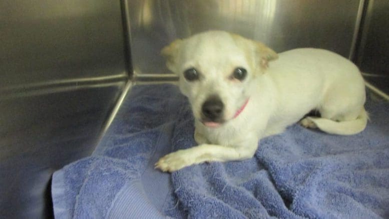 A white/tan chihuahua inside a cage with a blue cloth