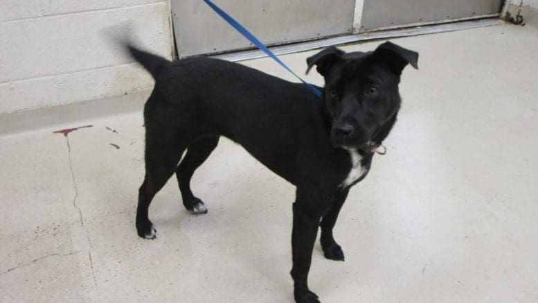 A black/white labrador retriever with a blue leash