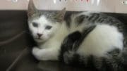 A white/tabby kitten inside a cage, looking angry