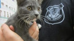 A gray/white kitten looking angry, held by someone behind