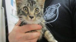 A tabby/white kitten held by someone behind