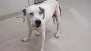 A white/brown hound with a blue leash, looking angry