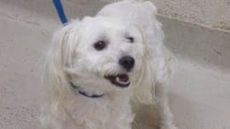 A white toy breed dog with a blue leash, looking happy