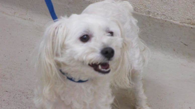 A white toy breed dog with a blue leash, looking happy