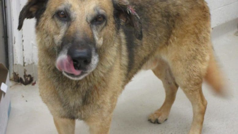 A tan/black german shepherd with tongue's out