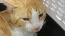An orange/white tabby cat inside a cage, looking angry