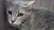 A gray tabby cat looking sad