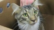 A tabby/white cat inside a box, looking confused