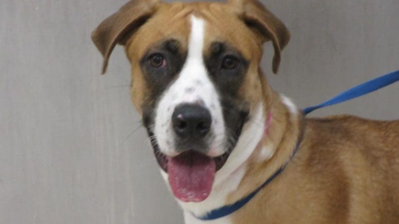 A tri-color hound with a blue leash, looking happy