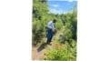 A man with a weed wacker clears brush from a trail