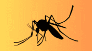 a drawing of a mosquito