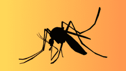 a drawing of a mosquito